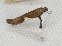 Caloptilia stigmatella