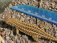 Meroles suborbitalis