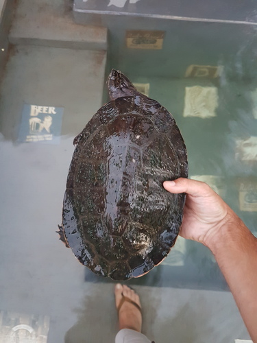 Geoffroy’s Side-necked Turtle