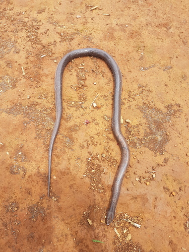 Argentine Pampas Snake