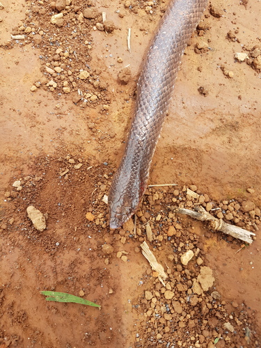Argentine Pampas Snake