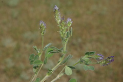 Trigonella coerulescens
