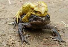 Stuart's Toad photo 2