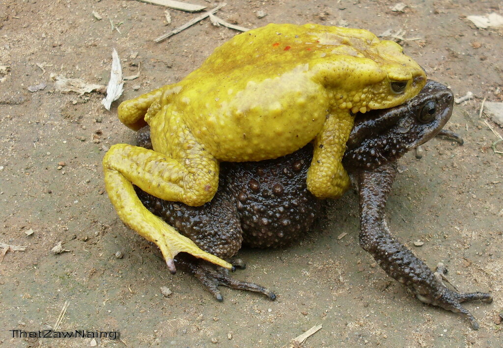 Stuart's Toad
