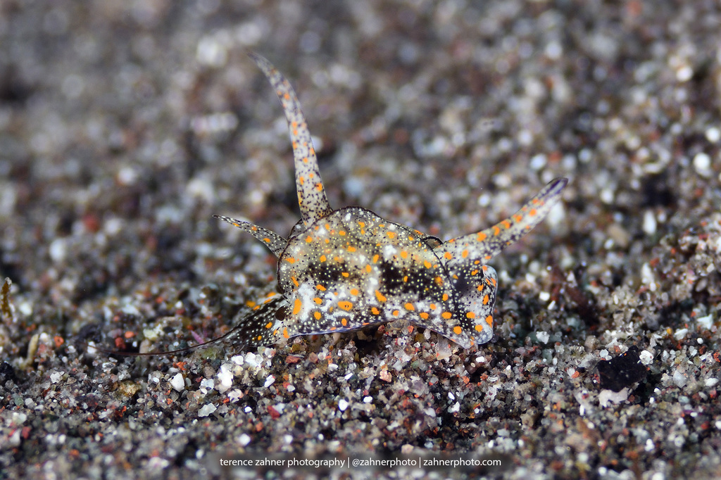 Doublehorned Batwing Slug