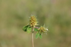 Trifolium scabrum