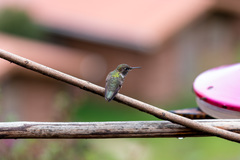 Selasphorus flammula
