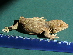 Pachydactylus kladaroderma
