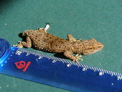 Pachydactylus capensis