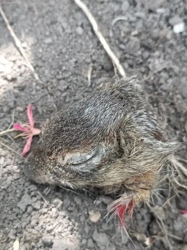 Daurian Ground Squirrel