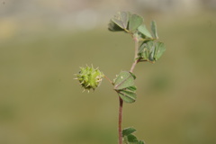 Medicago rigidula