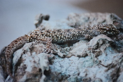 Pachydactylus capensis