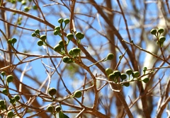Ficus pertusa