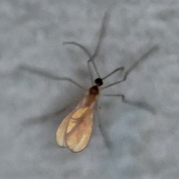 Gall and Forest Midges from Shepard Settlement, Onondaga County, NY