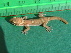 Pachydactylus purcelli