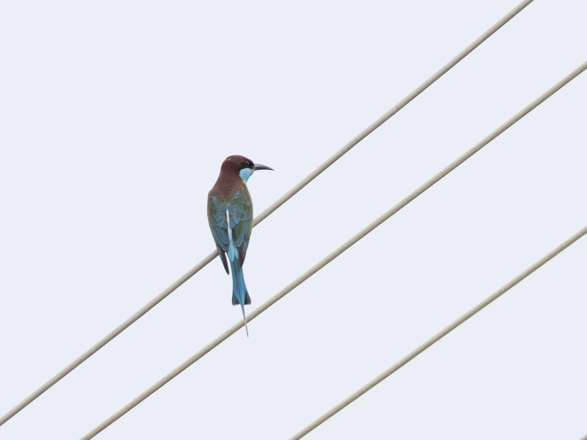 Blue-throated Bee-eater
