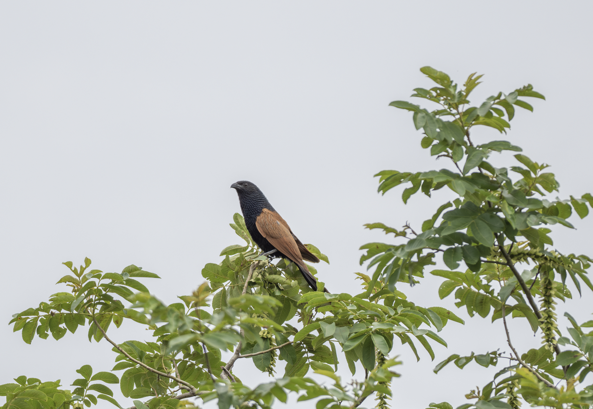 Lesser Coucal