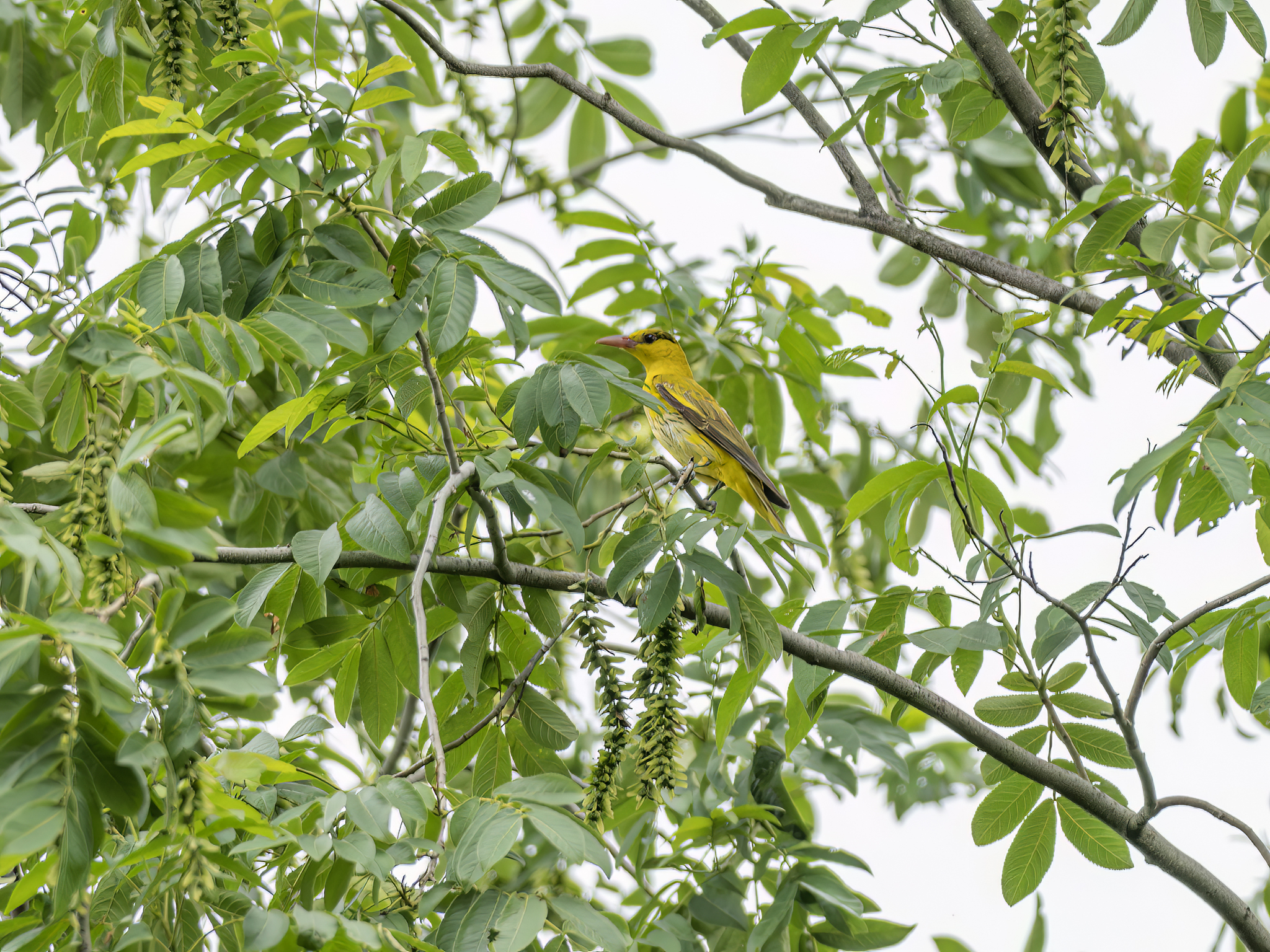 Black-naped Oriole