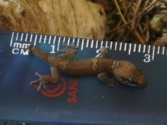 Pachydactylus purcelli