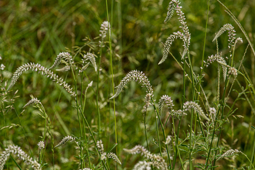 Hermbstaedtia odorata image