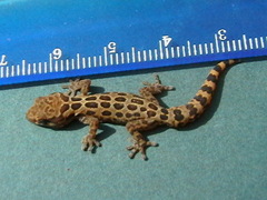 Pachydactylus oculatus