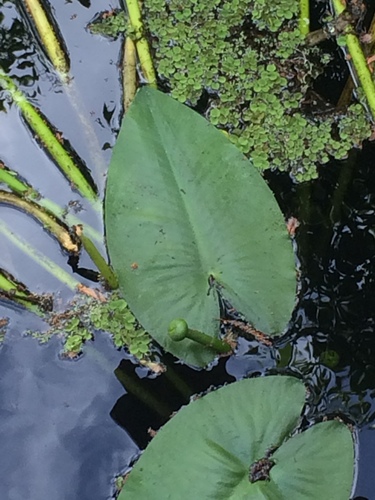 Nuphar image