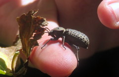 Scotobius pilularius