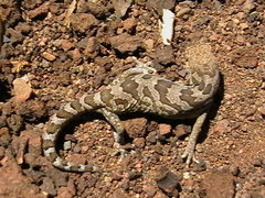 Pachydactylus mariquensis