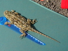 Agama aculeata