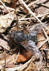 Diptera