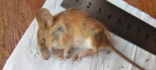 Vernay’s Climbing Mouse (Vernaya fulva) — Least Concern Mammalia