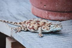 Agama aculeata