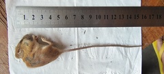 Vernay's Climbing Mouse photo 3