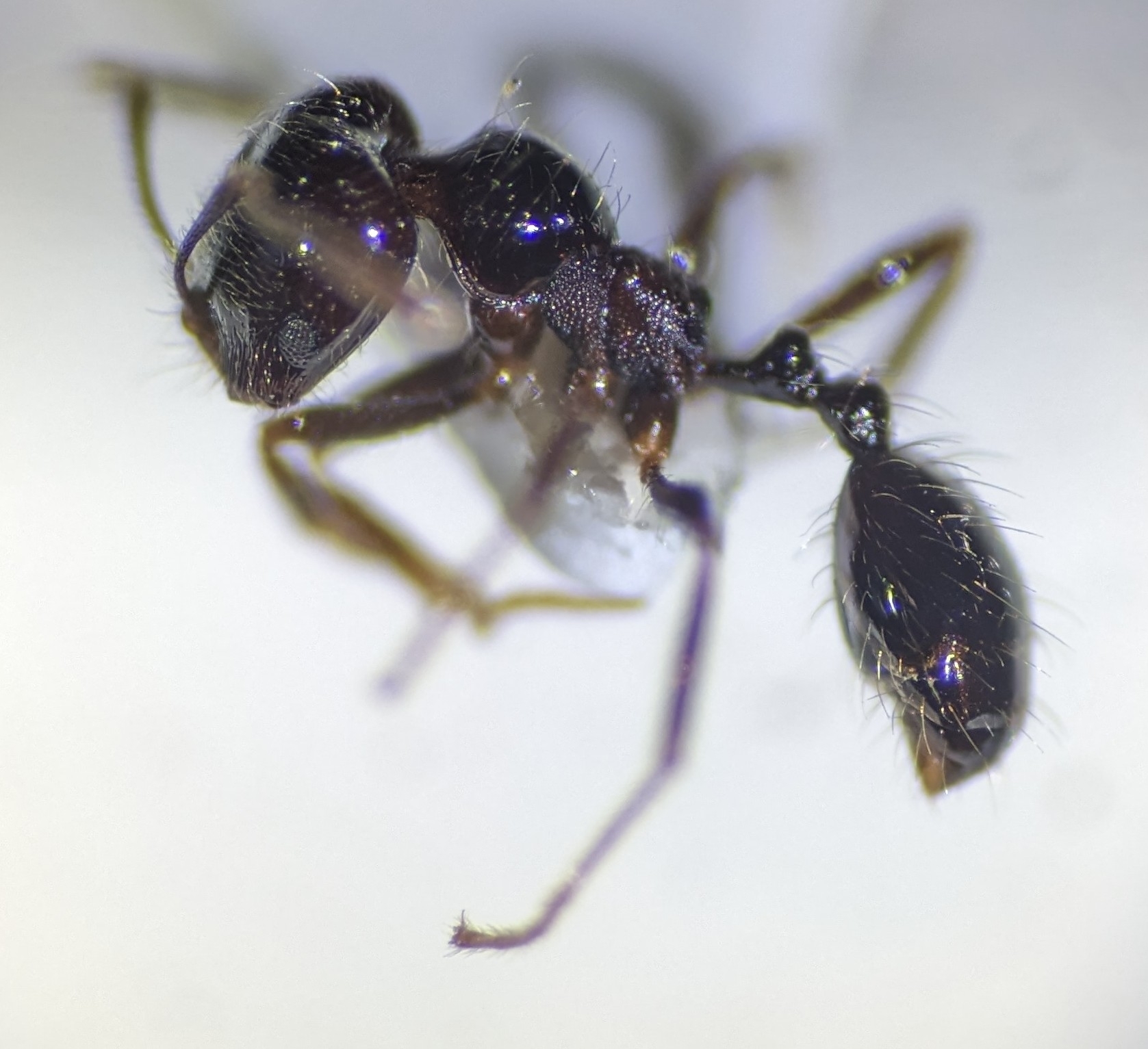 Trichomyrmex robustior