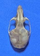 Vernay's Climbing Mouse photo 4