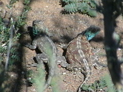 Agama aculeata