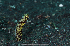 Heteroconger taylori