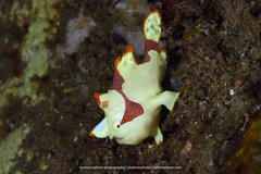 Antennarius maculatus