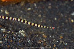 Dunckerocampus dactyliophorus