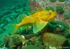 Hemitripterus americanus