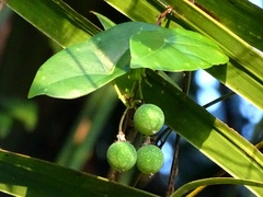 Passiflora sexocellata
