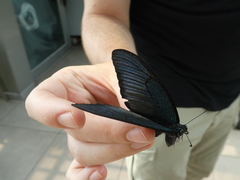 Papilio dehaanii