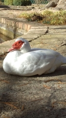 Cairina moschata domestica