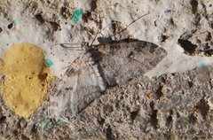 Lobophora nivigerata