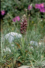 Anacamptis coriophora fragrans