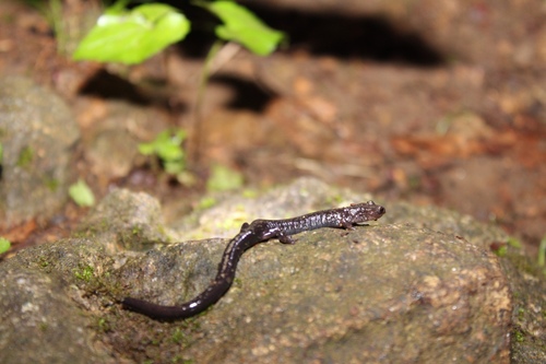 Plethodon hubrichti