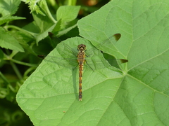 Sympetrum risi risi