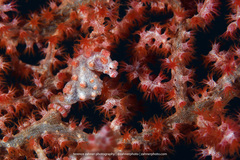 Hippocampus bargibanti