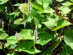 Pontederia sagittata