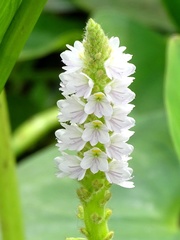 Pontederia sagittata